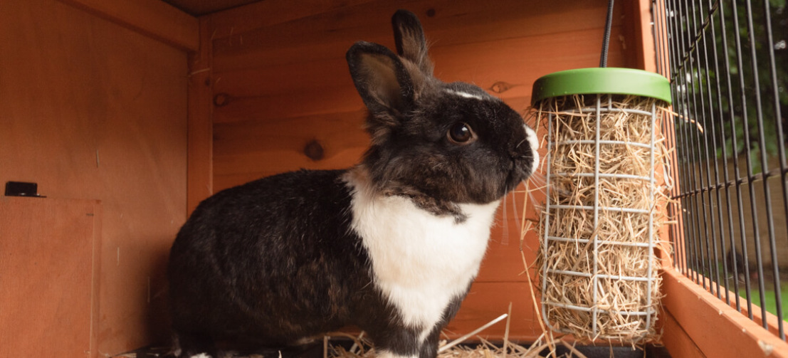 El Caddi también es genial para darle heno a tus conejos, puedes colgarlo de una conejera de madera o de un corral al aire libre