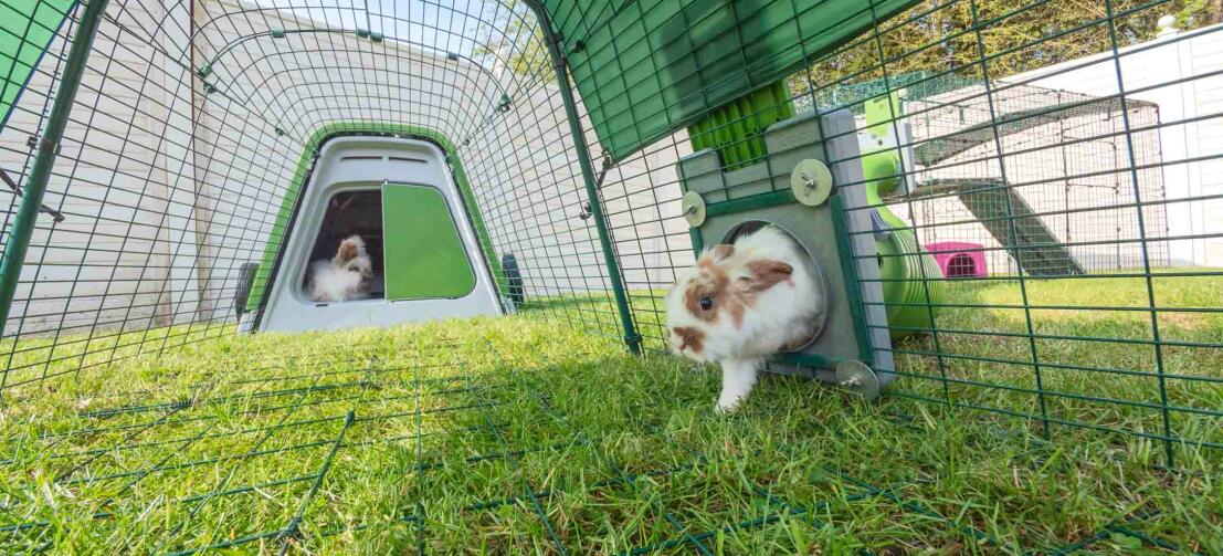 Conejos jugando en su conejera y recinto Eglu Go verde con el túnel Zippi acoplado