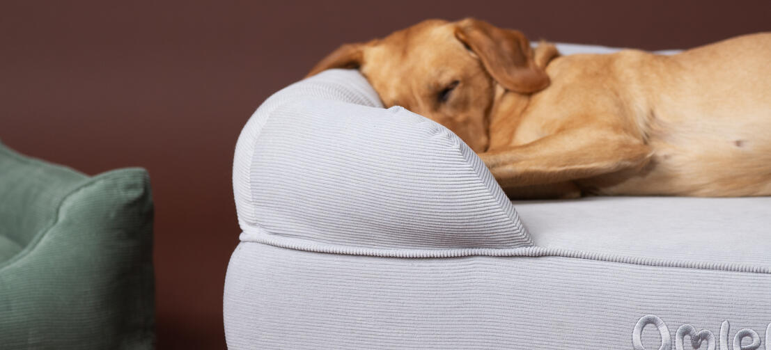 Retriever durmiendo en una acogedora cama para perros bolster Omlet 