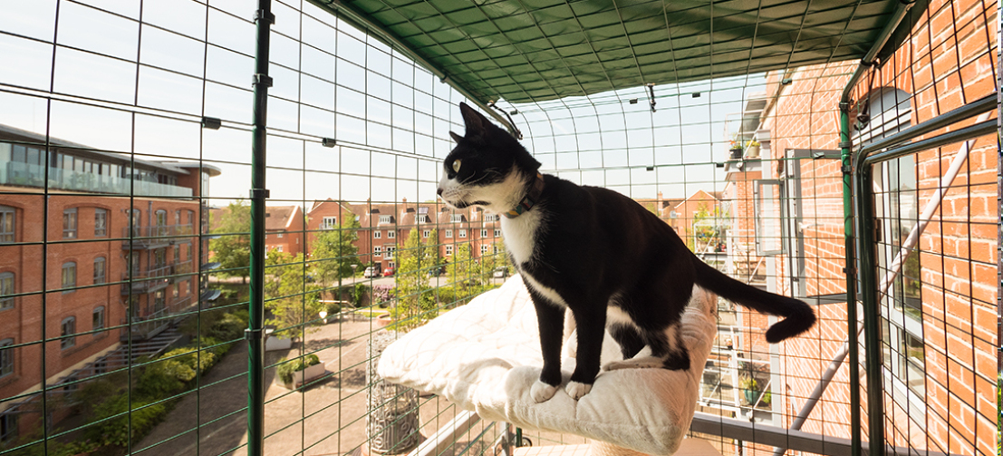 Recinto balcón para gatos Recinto para gatos de ciudad más innovador