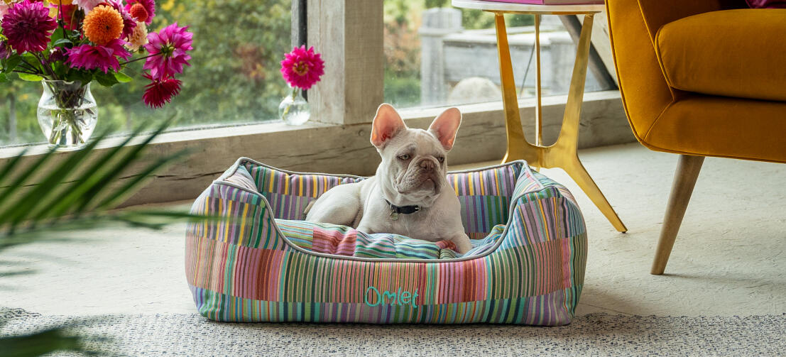 Frenchie blanco tumbado en una cómoda y elegante cama para perros Omlet nest