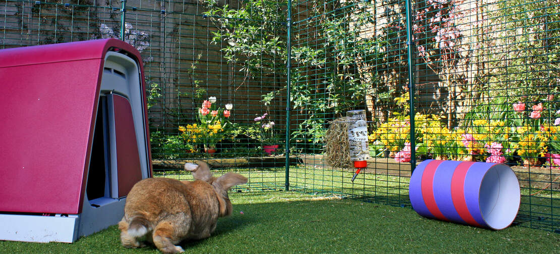 Un conejo marrón saltando en un corral de conejos al aire libre.