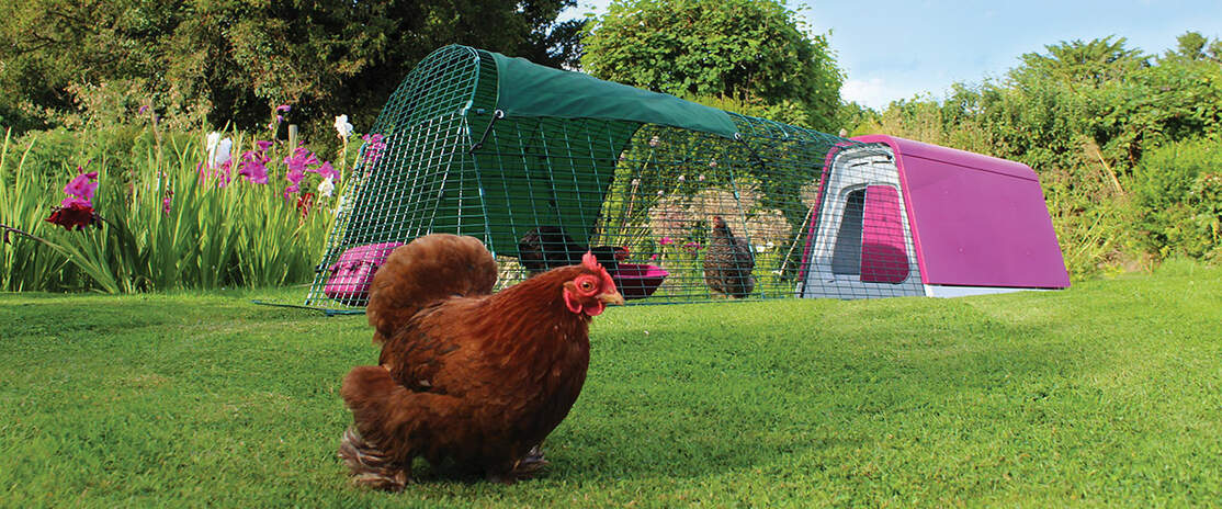 Un Eglu Go con extensión en un jardín con tres pollos jugando