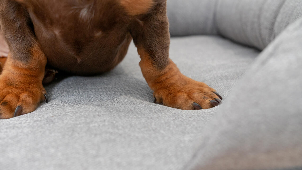 Primer plano de patas de perro salchicha en cama de perro bolster gris.