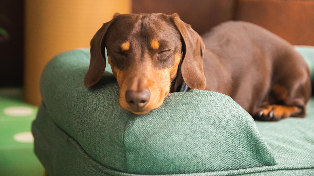 Perro salchicha descansando la cabeza sobre un cojín de cama verde salvia.