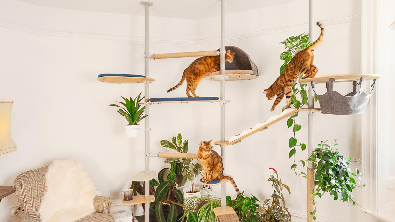 Tres gatos utilizando un elaborado árbol para gatos en un salón
