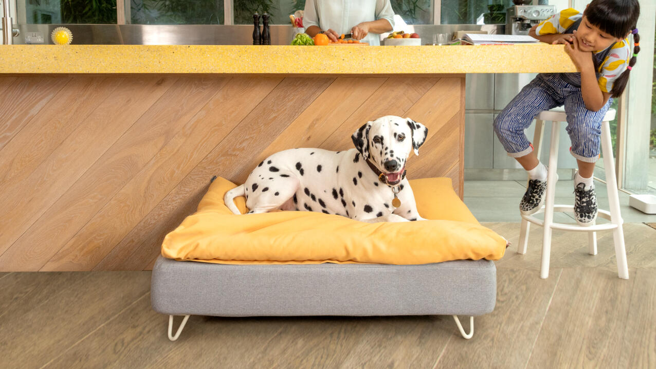 Un dálmata en una cama para perros de Topology con un cojín amarillo en una cocina moderna