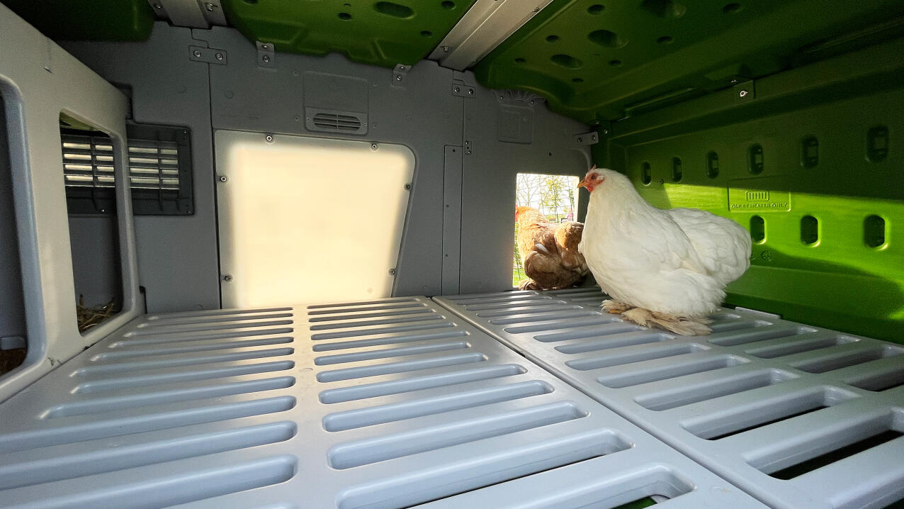 Pollos disfrutando de la luz del día que entra en el Eglu pro con el panel Lux 