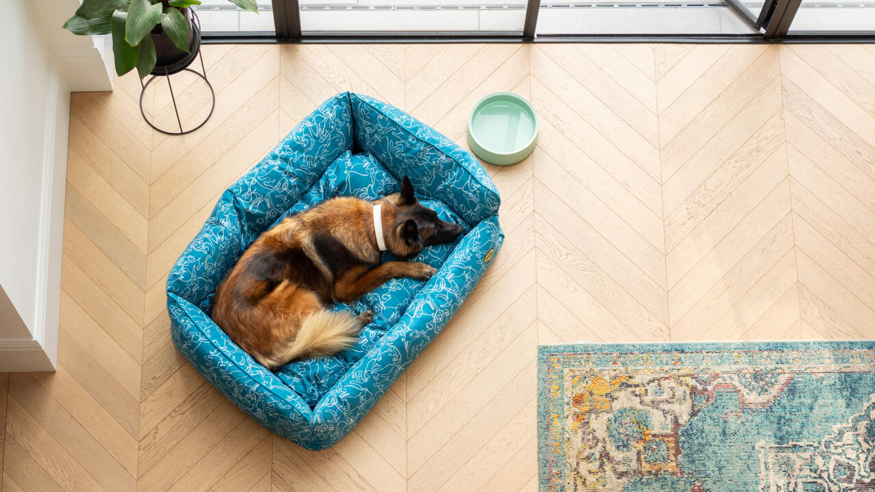 Vista aérea de un pastor alemán tumbado en una cama para perros nido azul en un salón moderno