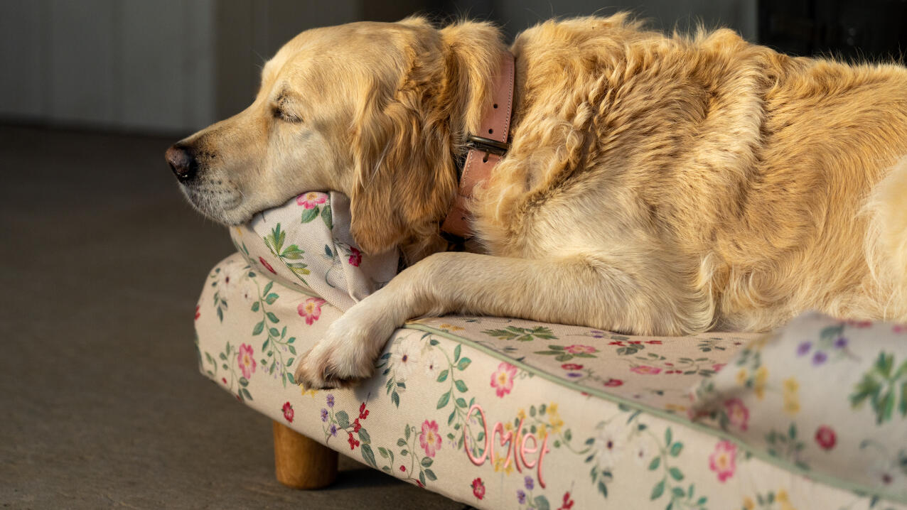 Golden retriever durmiendo en la cama del perro bolster floral en la impresión de la pradera de la mañana.