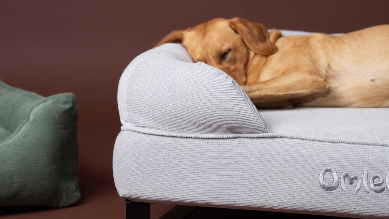 Primer plano de labrador durmiendo en pana guijarros bolster cama para perros.