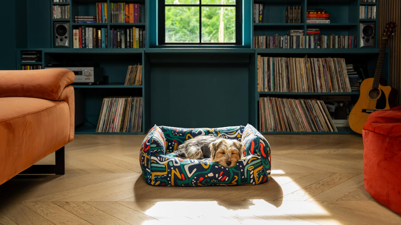 Perro tumbado en una cama nido de colores en una acogedora sala de lectura