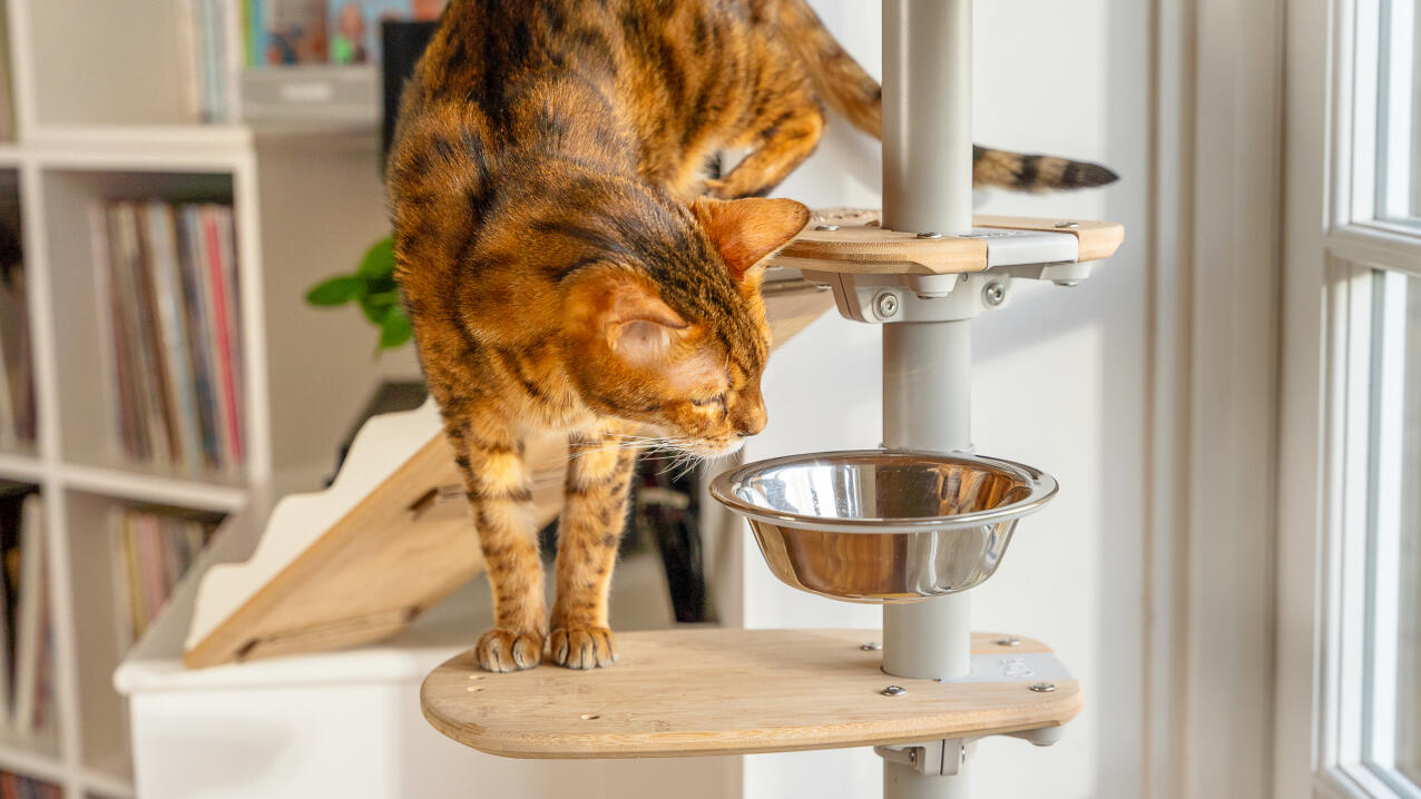 Un gato mirando un cuenco de comida en una plataforma Freestyle 