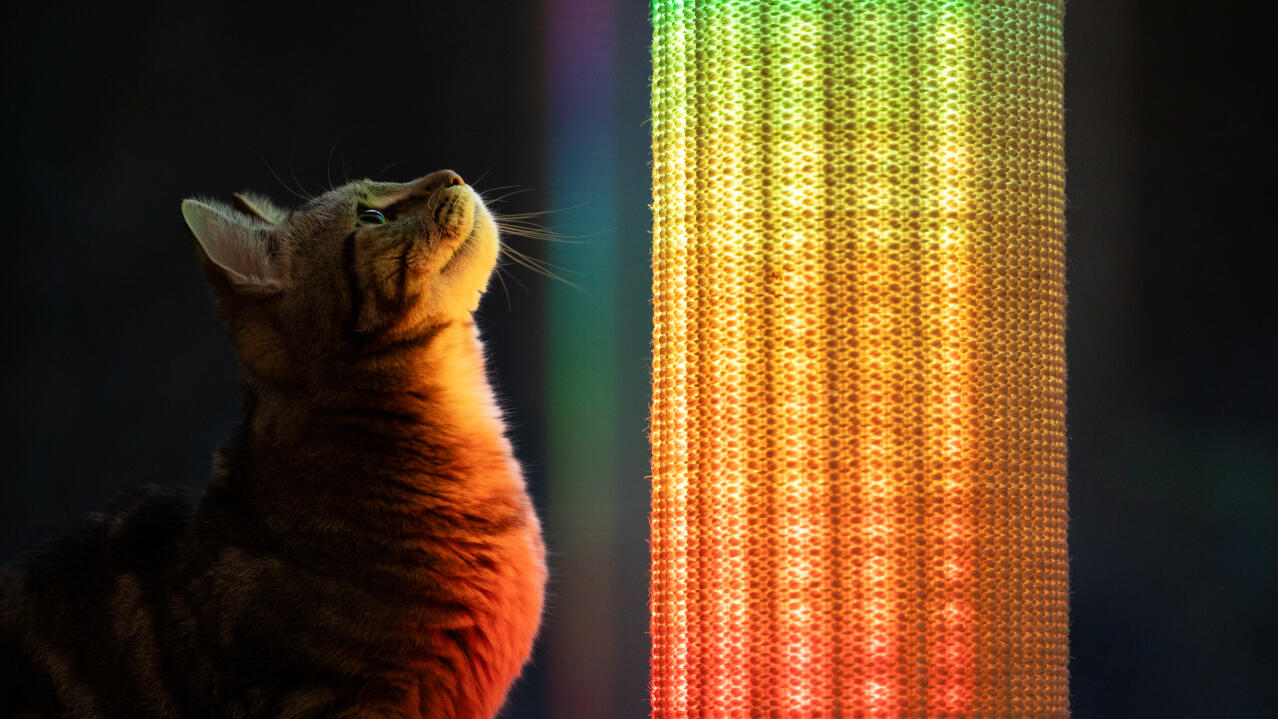 Gato observando la luz de colores del arco iris en el rascador para gatos Switch 