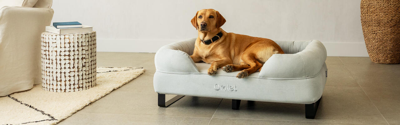 Labrador retriever sentado en cama de perro bolster con cubierta de guijarros de pana y pies de riel negro.