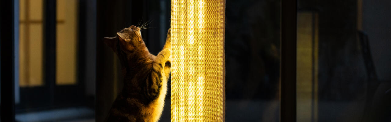 Switch rascador luminoso de sisal sostenible para gatos