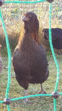 Una gallina araucana marrón detrás de una valla para pollos