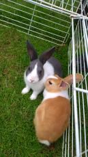 Dos conejos holandeses blancos, marrones y negros en un corral de animales
