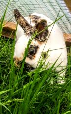 ¡Sniffles ama la hierba!