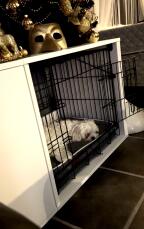 Un perro blanco descansando dentro de su jaula