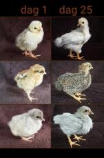 Crecimiento de los pollitos