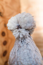 Un pollo polaco con hermosas plumas.