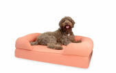 Un gran perro marrón sentado en una gran cama de espuma de memoria rosa