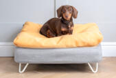 Perro salchicha sentado en Topology cama de perro con bolsa de frijoles topper y los pies de horquilla blanca