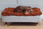 Perro salchicha durmiendo en Topology cama para perros con topper de microfibra y pies de madera con tapa de latón