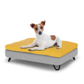 Perro sentado en una pequeña cama de perro Topology con topper de bolsa de frijoles y pies de horquilla de metal negro