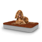 Perro sentado en la cama para perros mediana Topology con topper de microfibra