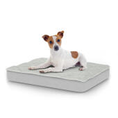 Perro sentado en la pequeña cama para perros Topology con topper acolchado