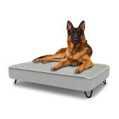 Perro sentado en una gran cama para perros Topology con topper acolchado y patas de horquilla de metal negro