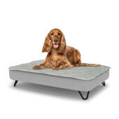 Perro sentado en una cama para perros mediana Topology con topper acolchado y patas de horquilla de metal negro