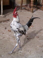 Pollo con las patas extendidas