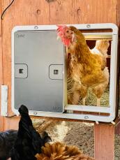 Una gallina saliendo de su gallinero a través de una puerta automática del gallinero gris