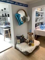 Un perro rodeado de regalos de cumpleaños, en su nueva cama gris