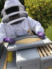 Montaje del escape de abejas en el tablero más claro