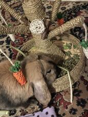 Un conejo comiendo Golosinas de un juguete para conejos