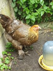 Una bonita gallina brahma disfrutando del jardín.