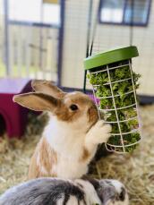 A nuestros conejos les encanta comer verduras del soporte de las Golosinas.