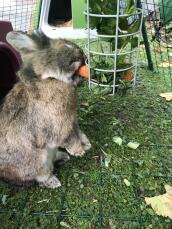 Un conejo comiendo una zanahoria de un soporte de Golosinas