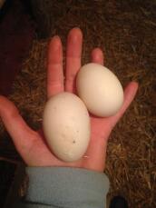 Huevos de mis patos campbell caqui