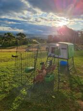 ¡el primer día de mis hijas en su nuevo gallinero! desde entonces hemos montado una valla alrededor, así que tienen Got mucho patio para pasear durante el día. ¡les encanta!