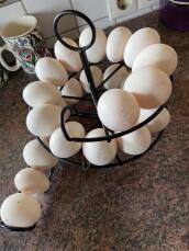 Huevo negro skelter con huevos