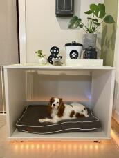 Perro pequeño sentado en una cama para perros dentro de una casa