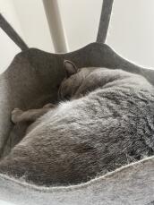 Un gato gris que duerme tranquilamente en la hamaca de su árbol para gatos de interior