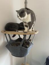 Tres gatos compartiendo la estantería de su árbol para gatos de interior