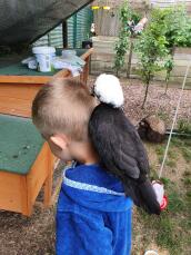 Pollo sentado en la espalda de un niño
