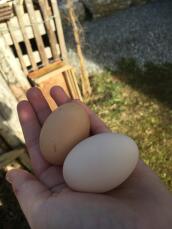 Dos huevos grandes en la mano de una mujer en un jardín